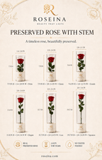 A beige promotional infographic for Roseina preserved roses with stems, showing six different sizes of a single red rose in a clear glass cylinder with a white base and gold rose logo. The graphic includes dimensions, text labels, and decorative floral borders.