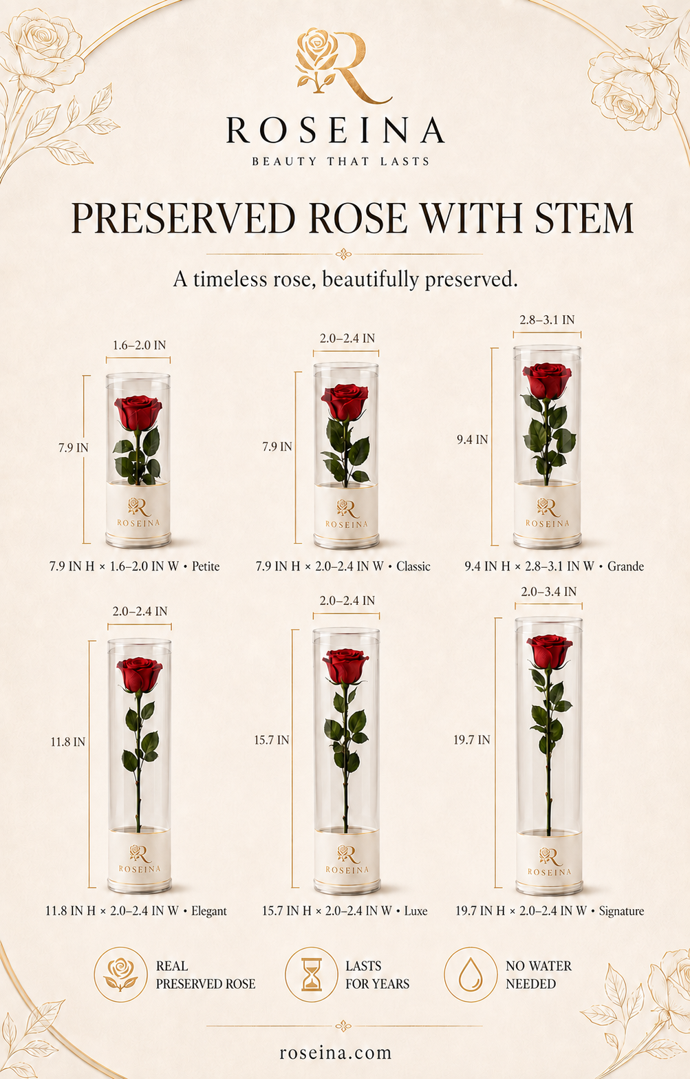 A beige promotional infographic for Roseina preserved roses with stems, showing six different sizes of a single red rose in a clear glass cylinder with a white base and gold rose logo. The graphic includes dimensions, text labels, and decorative floral borders.